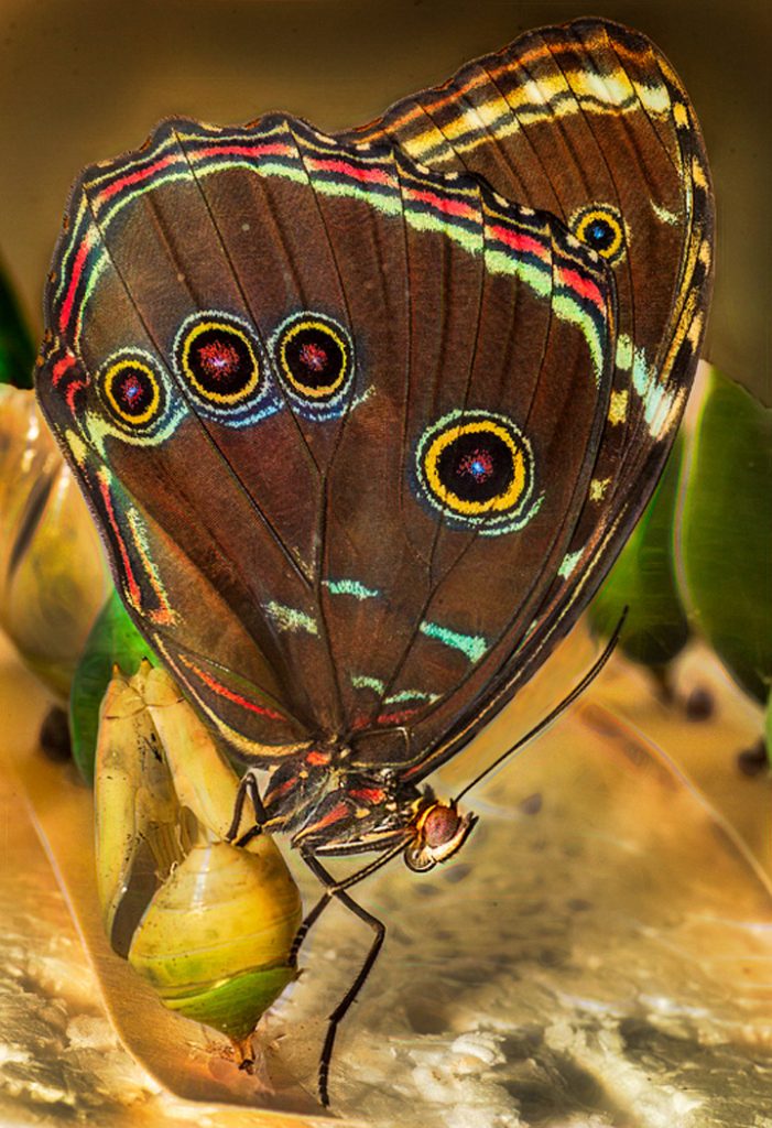 Buckeye - Neal Thompson